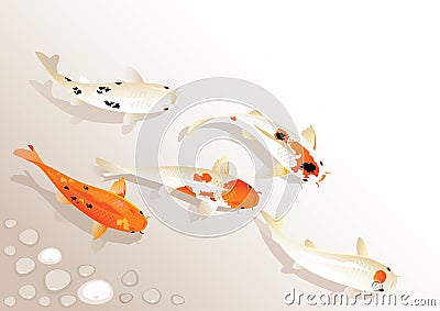 Koi carp Vector Illustration