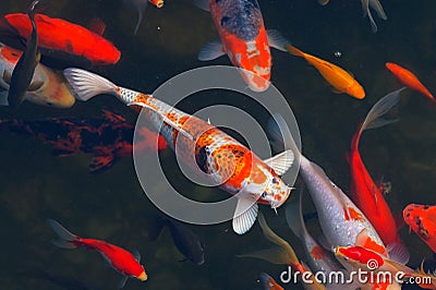 Koi Carps Fish Japanese swimming Stock Photo