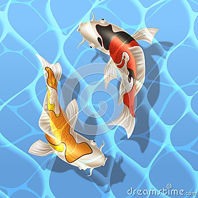 Vector koi carps realistic fish eastern symbol Vector Illustration