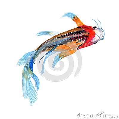 Koi fish illustration watercolor painting.Watercolor hand painted.illustration of a koi fish isolated. on Cartoon Illustration