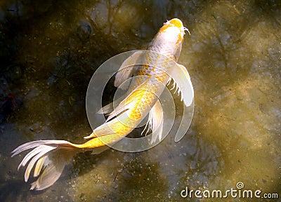 Koi Fish Stock Photo