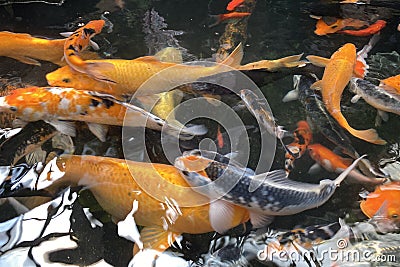 Koi fish. Stock Photo