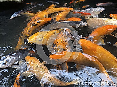 Koi fish. Stock Photo
