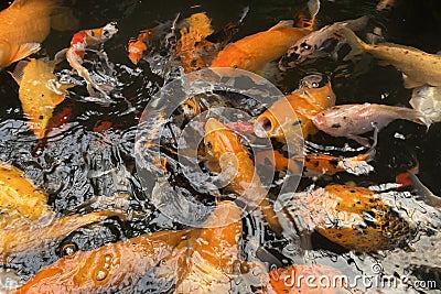 Koi fish. Stock Photo