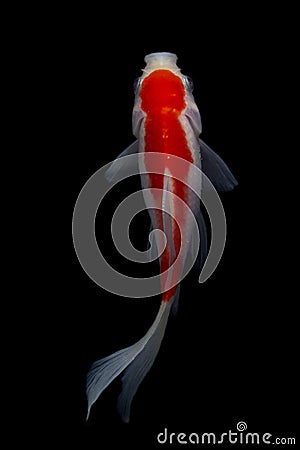 Koi fish Carp fishs moving in the pond black background Stock Photo