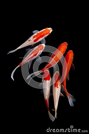 Koi fish Carp fishs moving in the pond black background Stock Photo