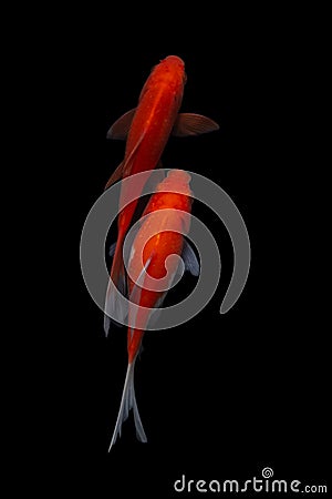 Koi fish Carp fishs moving in the pond black background Stock Photo