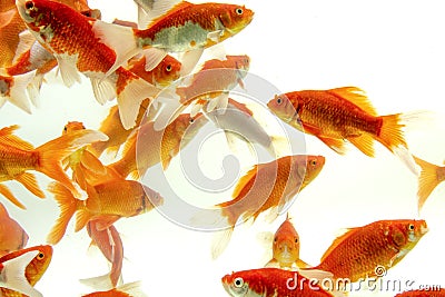 Koi fish Carp fishs moving in the pond white background Stock Photo