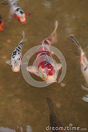 Koi fish, Cyprinus carpio haematopterus Stock Photo