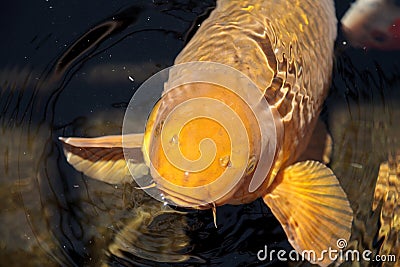 Koi fish, Cyprinus carpio haematopterus Stock Photo