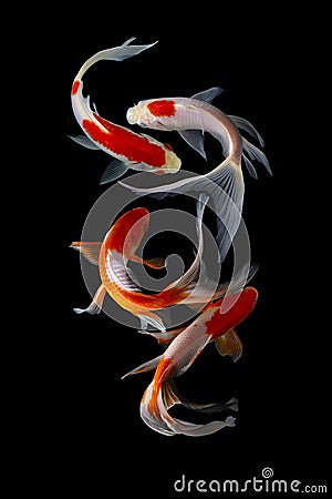 Koi fish japanese Black background Stock Photo