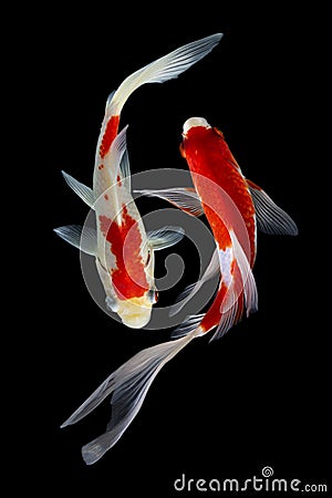 Koi fish japanese Black background Stock Photo