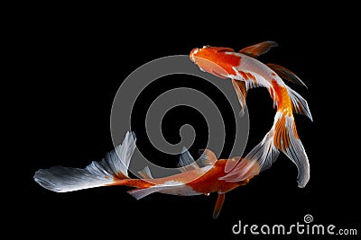 Koi fish japanese Black background Stock Photo