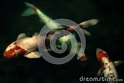 Koi Fish in Pond Stock Photo