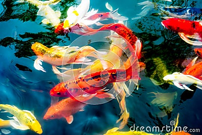 Koi fish in pond,colorful natural background Stock Photo