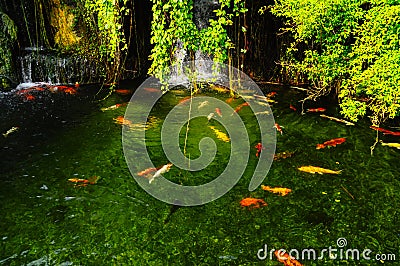 Koi fish in pond Stock Photo