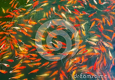 Koi fish in a pond Stock Photo