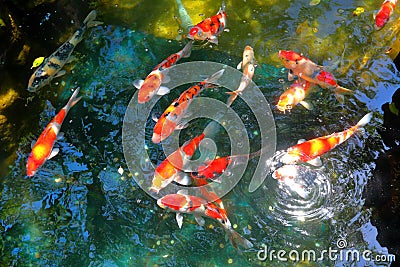 Koi fish pond Stock Photo