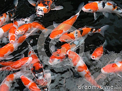 Koi fish swimming Stock Photo
