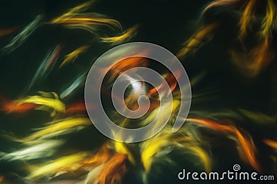 Koi Fish Swimming in a pond. Stock Photo