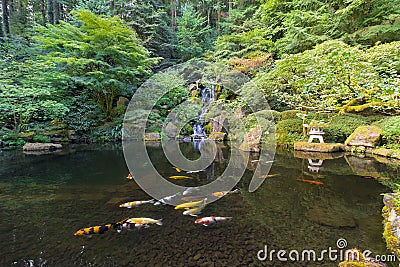 Koi Fish in Waterfall Pond at Japanese Garden Stock Photo