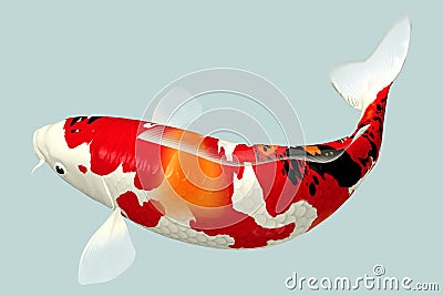 Koi Fish Stock Photo