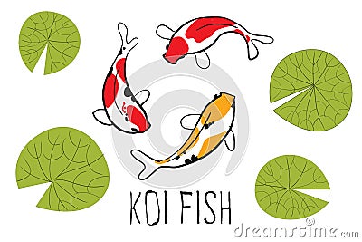 Koi fish Vector Illustration