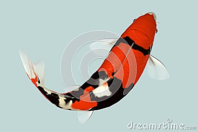 Koi Fish Stock Photo