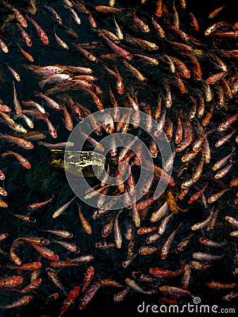 koi fish Stock Photo