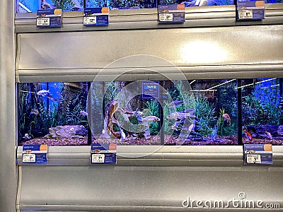 Koi and Goldfish in an aquarium for sale at a Petsmart pet superstore Editorial Stock Photo