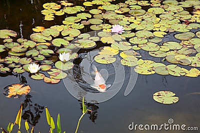 Koi Pond Stock Photo