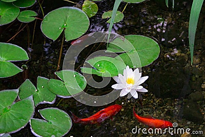 Koi Pond Stock Photo