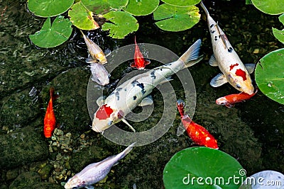 Koi Pond Stock Photo