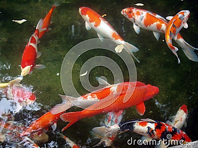 Koi at pond1 Stock Photo