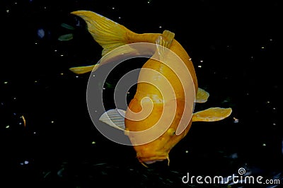 Koi Universe Stock Photo