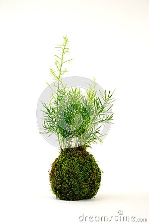 Kokedama Asparagus Stock Photo