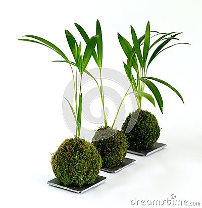 Kokedama Chamaedorea Stock Photo