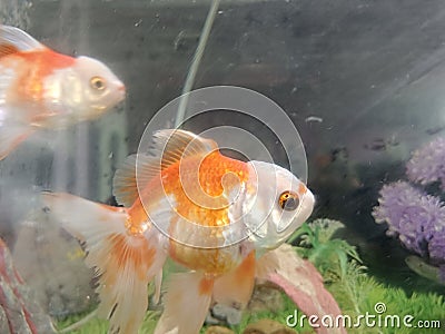 The Koki Goldfish Stock Photo