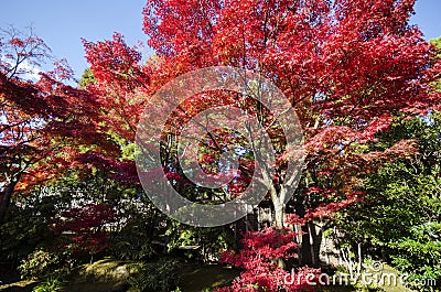 Koko-en Garden in autumn at Himeji, Hyogo Prefecture Stock Photo