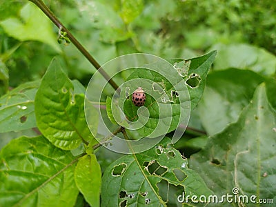 Koksi beetle or ladybug Stock Photo
