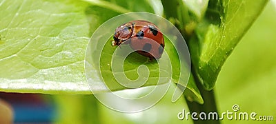 The koksi beetle is guarding its young under a leaf Stock Photo