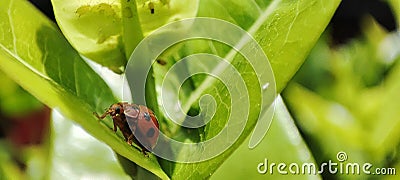 The koksi beetle is guarding its young under a leaf Stock Photo