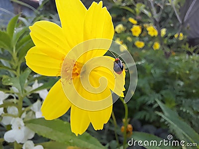 koksi beetle Stock Photo