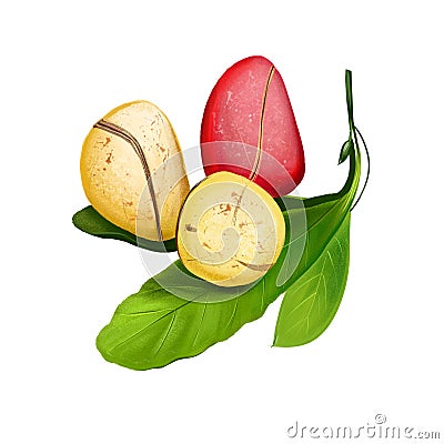 Kola nut fruit of Thai, tropical exotic food, dieting snack illustration isolated. Drawing of kola nut, natural stimulant, coke Cartoon Illustration