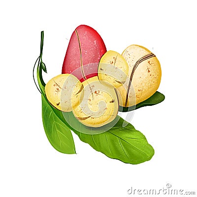 Kola nut fruit of Thai, tropical exotic food, dieting snack illustration isolated. Drawing of kola nut, natural stimulant, coke Cartoon Illustration