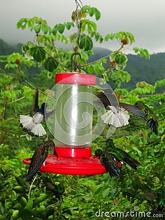 Kolibrie feeders / Hummingbird feeders; Minca, Santa Marta Mount Stock Photo