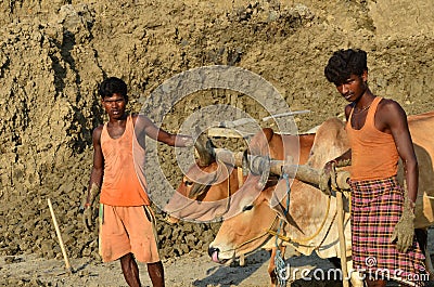 Two men and cow working in a field Editorial Stock Photo