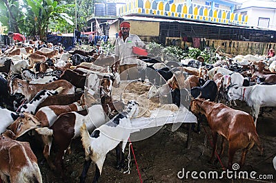 A farmer feeding the goats brought to the market for sale. Editorial Stock Photo