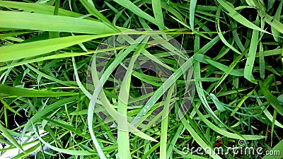 The Kolommento plant, small flat leaves elongated-tapered-pointed-green color Stock Photo