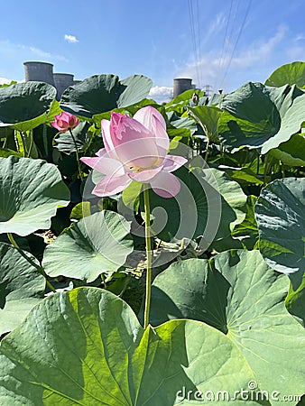 Komarov lotus flower on Karasinoe Lake near Artem city. Primorsky Krai, Russia Stock Photo